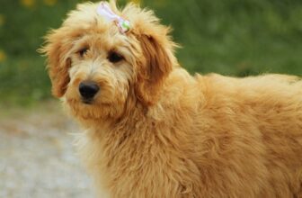 The 10 Cutest Dog Breed Mixes Ever