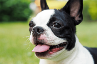 Top 11 Small But Mighty Dog Breeds That Have The Hearts Of Warriors – Petpropartners