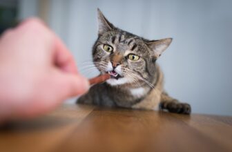 Top 13 Cat Breeds That Always Know Where the Snacks Are