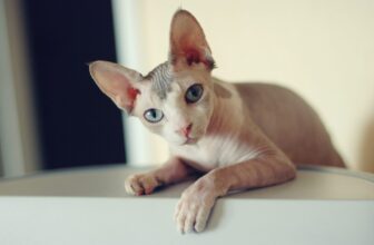 Top 15 Cat Breeds That Will Melt Your Heart