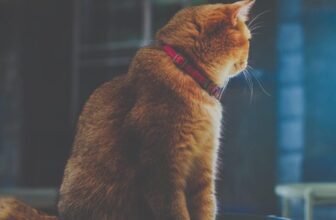 Why your cat keeps you awake at night – and what to do about it