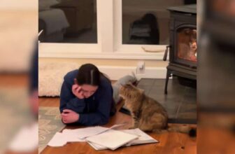 Young Girl Visits Shelter for a Kitten, Leaves With a Gentle Old Soul