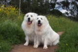 10 Vet-Approved Tips & Tricks – Dogster – Petpropartners