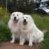 9 Fun Facts You Didn’t Know About Westies – Petpropartners