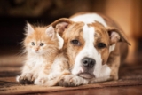 11 Affectionate Dog Breeds That Love to Cuddle