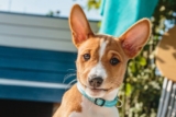 11 Dog Breeds That Are Perfectly Aligned With The Clean Girl Aesthetic – Petpropartners