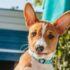 Mystery Revealed! What Does Your Pet Cat Think About You? – Petsworld – Petpropartners