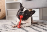 11 Dog Breeds That Handle Being Alone Better Than Others