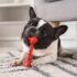 13 Dog Breeds That Fit A Slower, More Relaxed Lifestyle