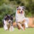 13 Athletic Dog Breeds That Need Daily Exercise