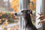 11 Dog Breeds That Waited by the Door Until Everyone Was Home