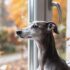 Top 9 Dog Breeds That Shared the Couch, the Crumbs, and the Chaos