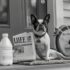 7 Foods That Nourish Your Dog’s Joints, Skin, and Brain at Once