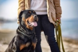 11 Guardian Dog Breeds That Protect What Matters Most