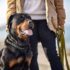 12 Top Dog Breeds With the ‘Biggest’ Vet Bills
