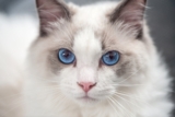 11 Hints Your Cat Always Know Where the Snacks Are