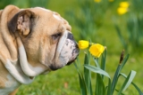 11 Quiet Dog Breeds That Rarely Bark