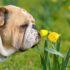 13 Athletic Dog Breeds That Need Daily Exercise