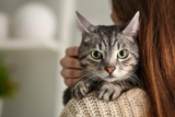 11 Signs Your Cat Is the Ultimate Best Friend – Petpropartners