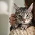 Natural Anti-Inflammatory Treatments for Dogs – Petpropartners