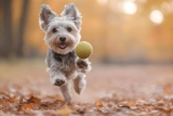 11 Superfoods That Help Senior Dogs Stay Active and Playful – Petpropartners