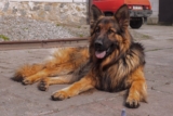 12 Top Dog Breeds With the ‘Biggest’ Vet Bills