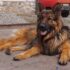 After 764 Days Apart, Dad Wonders If Missing Senior Dog Would Recognize Him Again