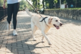 13 Athletic Dog Breeds That Need Daily Exercise