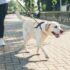11 Dog Breeds That Need A Lot Of Space To Run