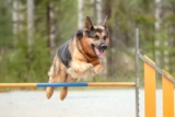 13 Dog Breeds That Excel At Agility Training