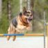 9 Dog Breeds That Are Surprisingly Gentle Giants