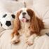 11 Dog Breeds That Handle Being Alone Better Than Others