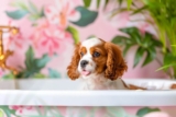 13 Dog Breeds That Made A House A Home Long Before Pinterest Did