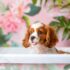 Top 9 Dog Breeds That Were Part Of Every Celebration And Every Storm