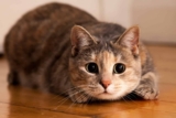 13 Reasons Cats Are the Best Pet for Introverts – Petpropartners