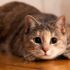 The Curious Life of Cat, when you are not home – Petsworld – Petpropartners