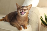13 Signs Your Cat Is the Best at Making You Feel Special – Petpropartners