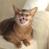 Top 15 Cat Breeds That Are Perfect for Adventurous Souls – Petpropartners