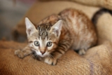 13 Signs Your Cat Knows Exactly What You Need – Petpropartners