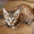 7 Functional Foods That Promote a Healthy Coat and Reduced Shedding – Petpropartners
