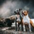 Pet-Friendly Flights, Hotels, Activities and More