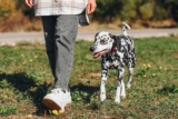 15 Dog Breeds That Enjoy Long Walks And Outdoor Time