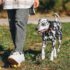 13 Dog Breeds That Excel At Agility Training