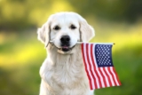 15 Dog Breeds That Helped Raise the Greatest Generation