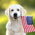 Top 9 Dog Breeds That Were Part Of Every Celebration And Every Storm
