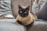 15 Hints Your Cat Treat You Like Staff