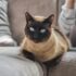 Top 15 Cat Breeds That Will Melt Your Heart