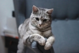 15 Reasons Your Cat Think They’re a Gift to Humanity