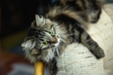 15 Signs Your Cat Are Masters of the Sneak Attack