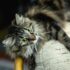 8 Vet-Approved Strategies for Managing Your Dog’s Yeast Issues Naturally